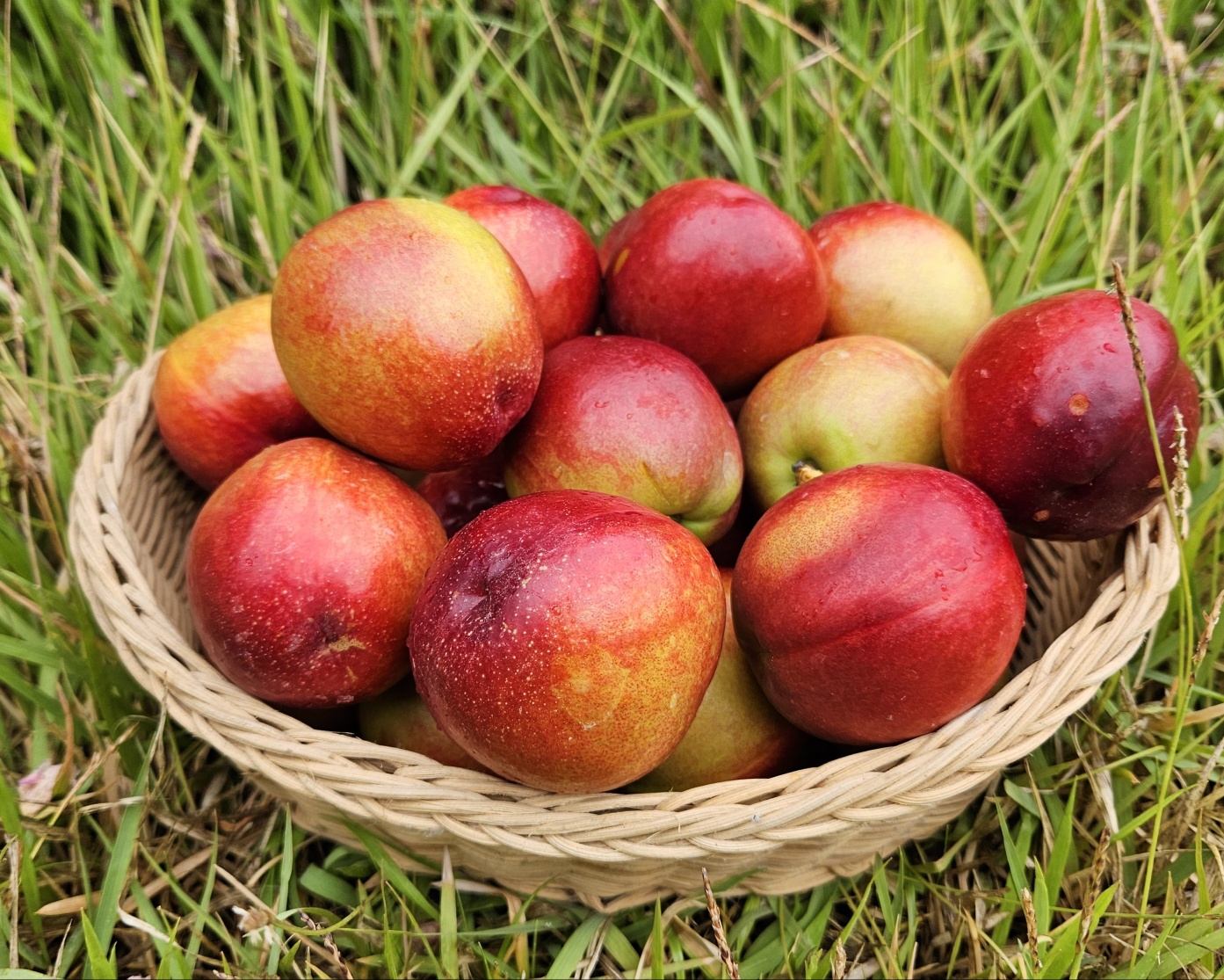 [2주 한정] 황도처럼 부드럽고 꿀처럼 달콤한! 경북 청도 해다믄농원 신선복숭아 중대과 4kg
